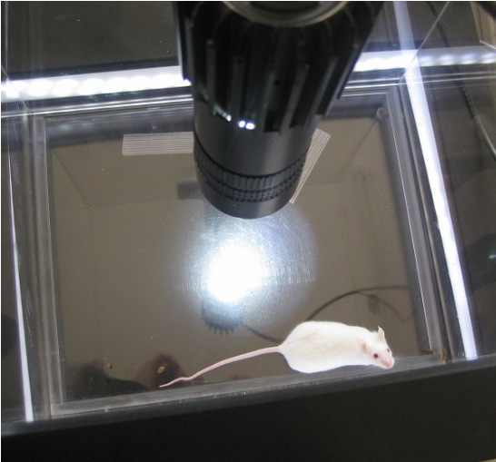 旷场实验台MY-01